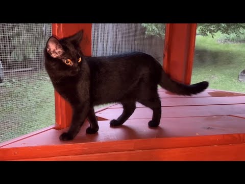 Cat Vlog: Cherry Tomato and Ricotta Pie