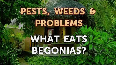 ¿Por qué mueren las begonias?