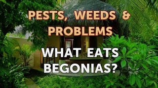 What Eats Begonias?