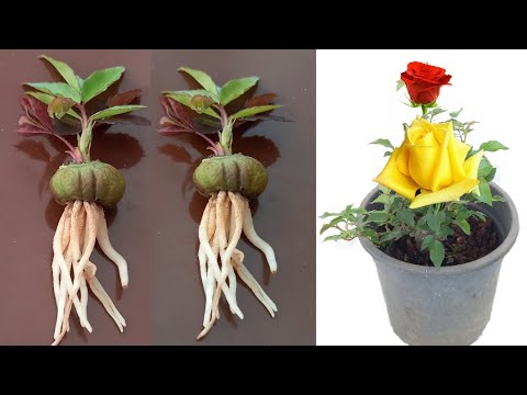 فيديو: كيف تنمو وردة من البذور؟ كيف تزرع الورود بالبذور؟