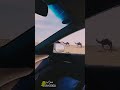 حنا هل الابل عادها كسب وطراد حنا جنبها لعتلا صوت الصياح محبكم ســـــراب