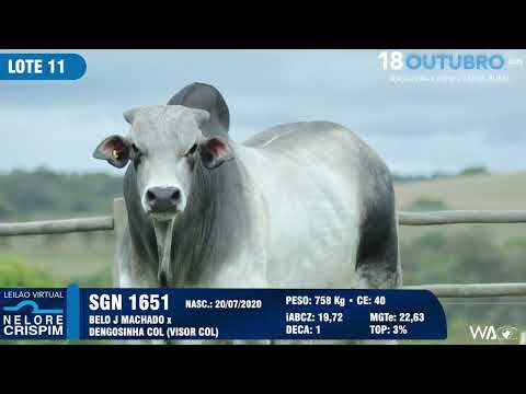 LOTE 11 SGN 1651