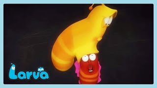Pegados juntos | LARVA | Wildbrain Niños