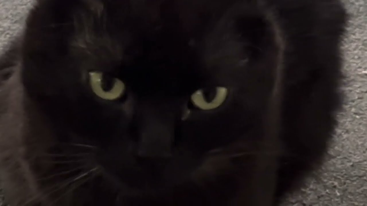 Ласковый котик 😻 Чёрный вислоухий шотландец 💎 Скоттиш-фолд