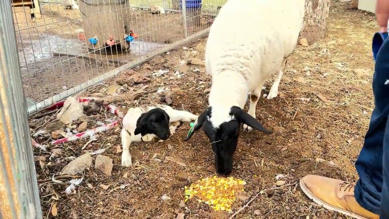DLGT SHEEP FARM - April Gives Birth! February 18, 2026