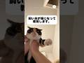 飼い主が猫になって教育してみた　#保護猫　#猫　#ねこ　#かわいい猫 #猫のいる暮らし