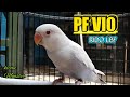Lovebird Pale Fallow Harga