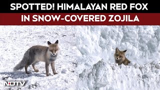 Watch: Himalayan Red Fox Spotted at Snow-Covered Zojila Pass screenshot 4