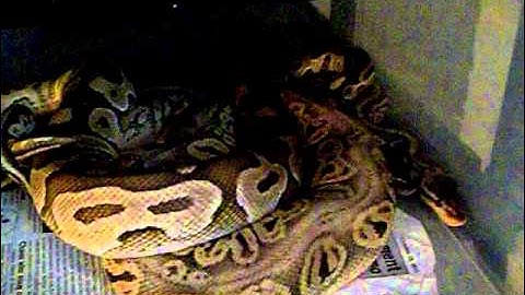 Butter x Silverstreak