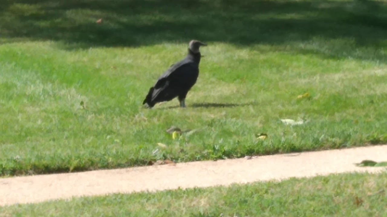 Turkey vulture YouTube