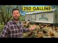 1200€ NETTI AL MESE ALLEVANDO 250 GALLINE: SCOPRO QUESTA AZIENDA