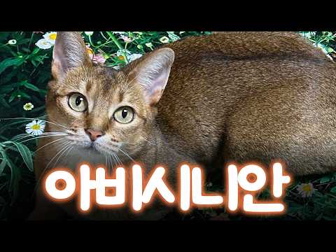 묘종백과 아비시니안 편｜미야옹철의 냥냥펀치