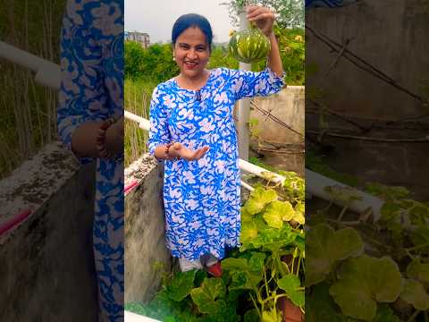 ✨Kitchen Waste का कमाल! छत पर उगा 2 किलो का कद्दू 🎃🌱# #wastetowealth #terracegarden