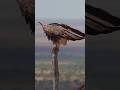 Why Do Vultures Circle in the Sky? 😳
