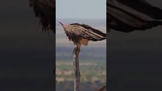 Why Do Vultures Circle in the Sky? 😳