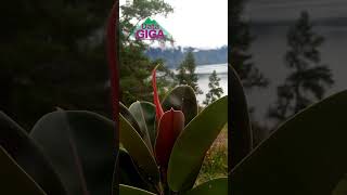 Welcome To The Beautiful Gayo Highlands