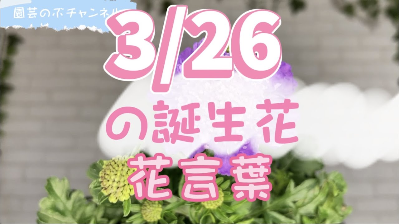 March 26th Birth Flower and its Meaning [Nobu Gardening Channel
