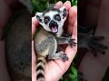 狐猴lemur #ai短片 #cute #治愈系 #ai短片 #治愈系 #animals #cat #funny #kitten #cutecat #fashion #cuteanimals