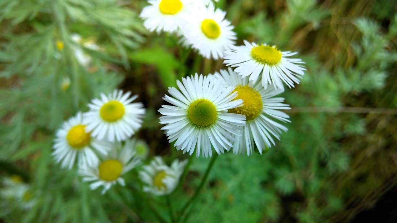 Пример съемки на Xiaomi Red Rice 1S