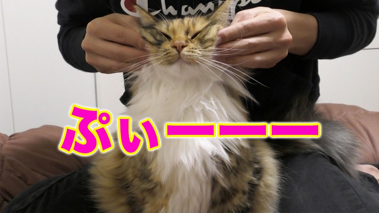 気持ちい 猫のマッサージ Youtube 気持ちい 猫のマッサージ Youtube