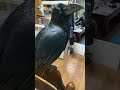 カラスのハッピーライブ、配信できなかったのに何故かアーカイブだけ残るという謎現象(^_^;)