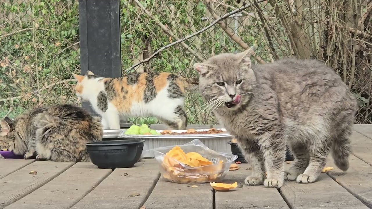 Kitties from the day before yesterrday.