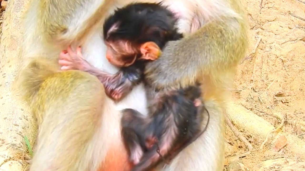 Tiny Newborn Baby Monkey Enjoys Nursing Peacefully with Mom