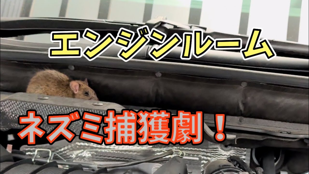 When I opened the hood, there was a mouse living there! - YouTube