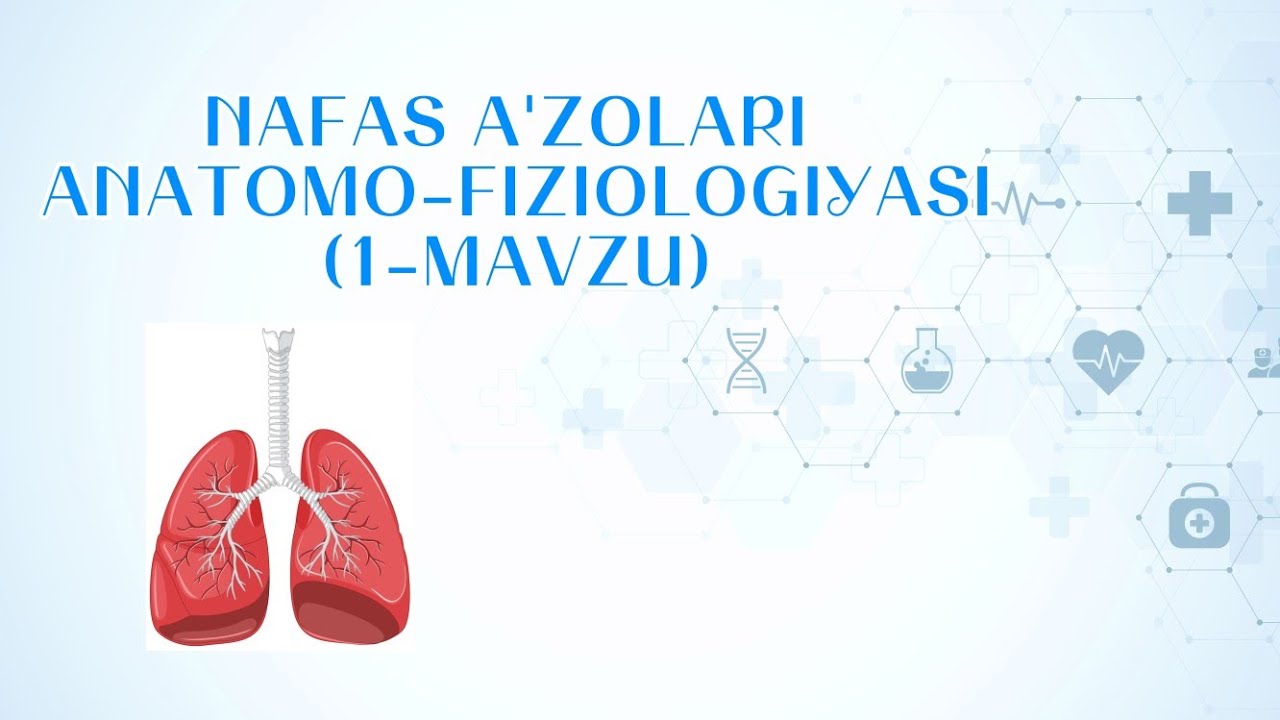 NAFAS A'ZOLARI ANATOMO-FIZIOLOGIYASI || 1-MAVZU || TERAPIYA