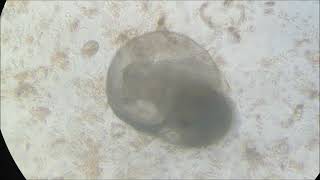 Pinto abalone grazing