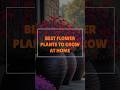 best flower plants to grow at home