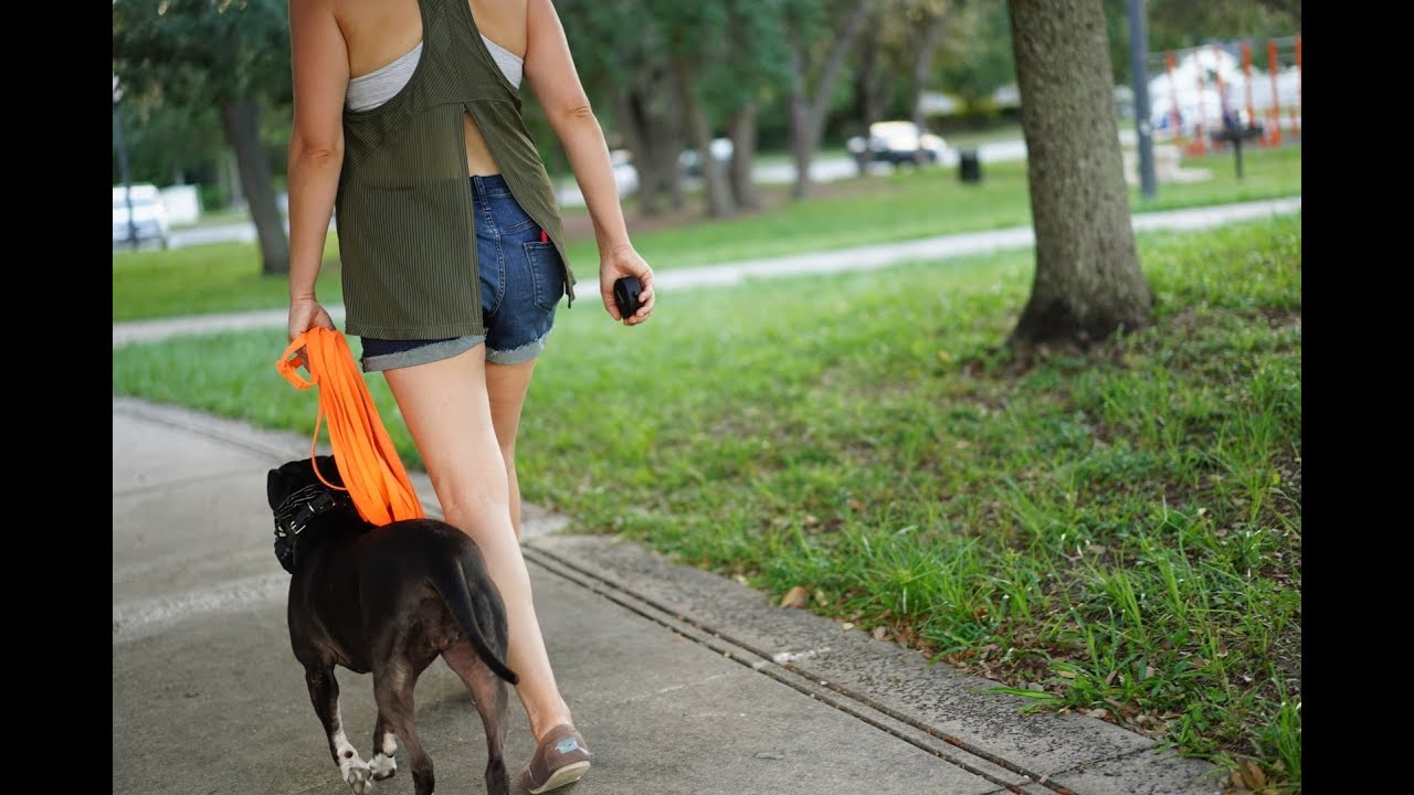 What is Balanced Dog Training? YouTube