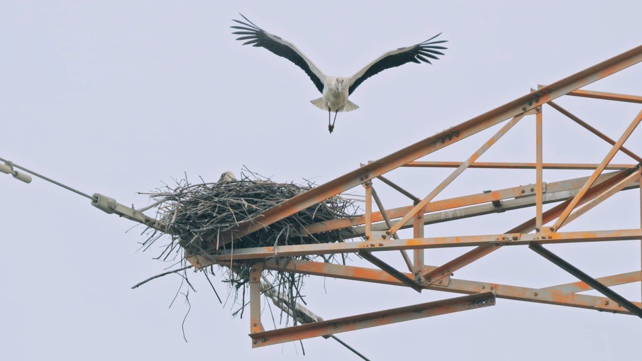 臺灣超級稀客！東方白鸛築巢 雲林二崙2026.02.27【4K】