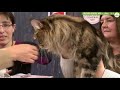 Concours gnral agricole flin 2018 maine coon mle