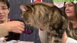 Concours Général Agricole félin 2018 Maine Coon mâle