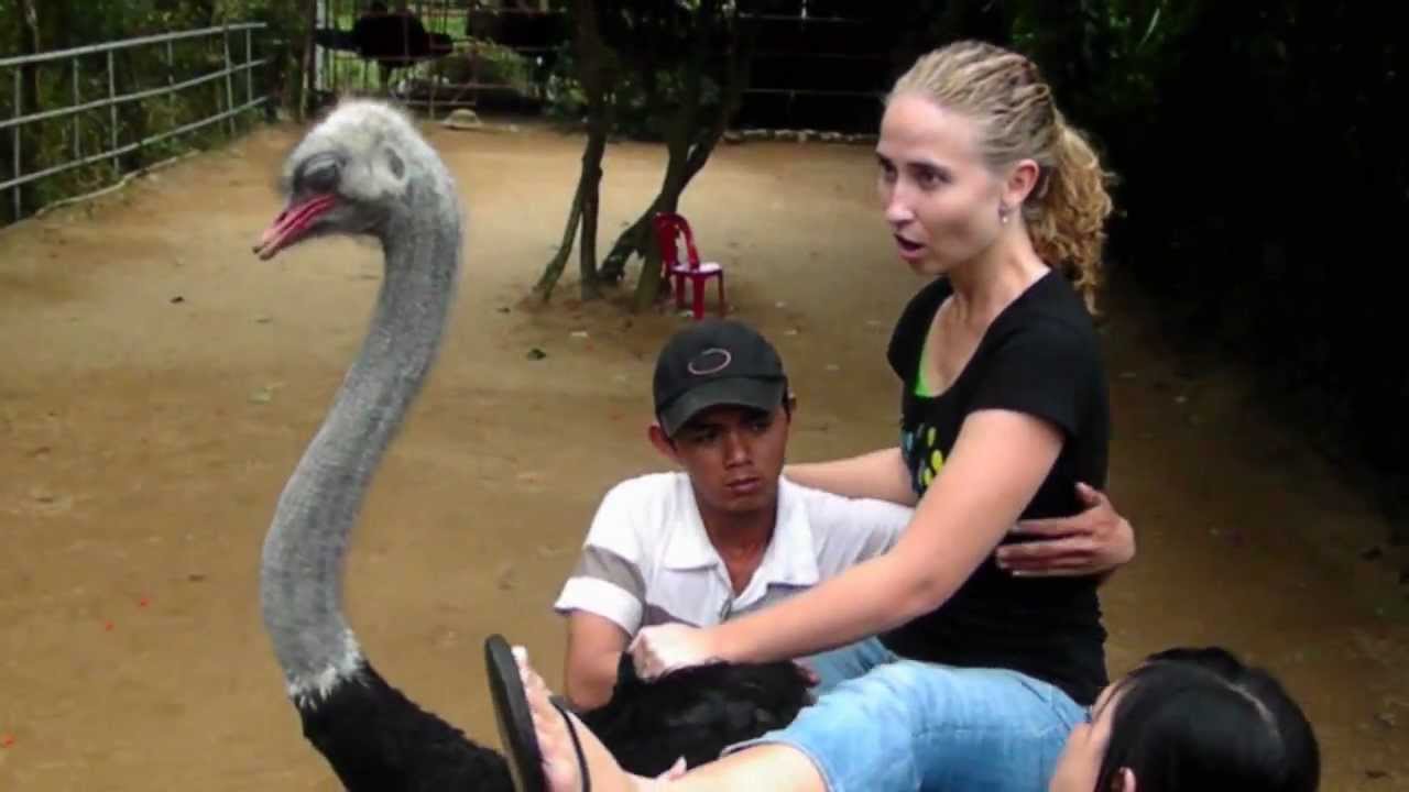 Riding an Ostrich!! - YouTube