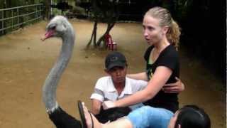 Riding An Ostrich