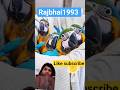 parrot |facts | birds |funny parrot |funny pet |cute parrot |cute pet | animalfriends | babyanimals|