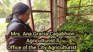 Abaca Rehabilitation Project in Maasin City, Southern Leyte. Funded by MaasinCity LGU & PhilFIDA.