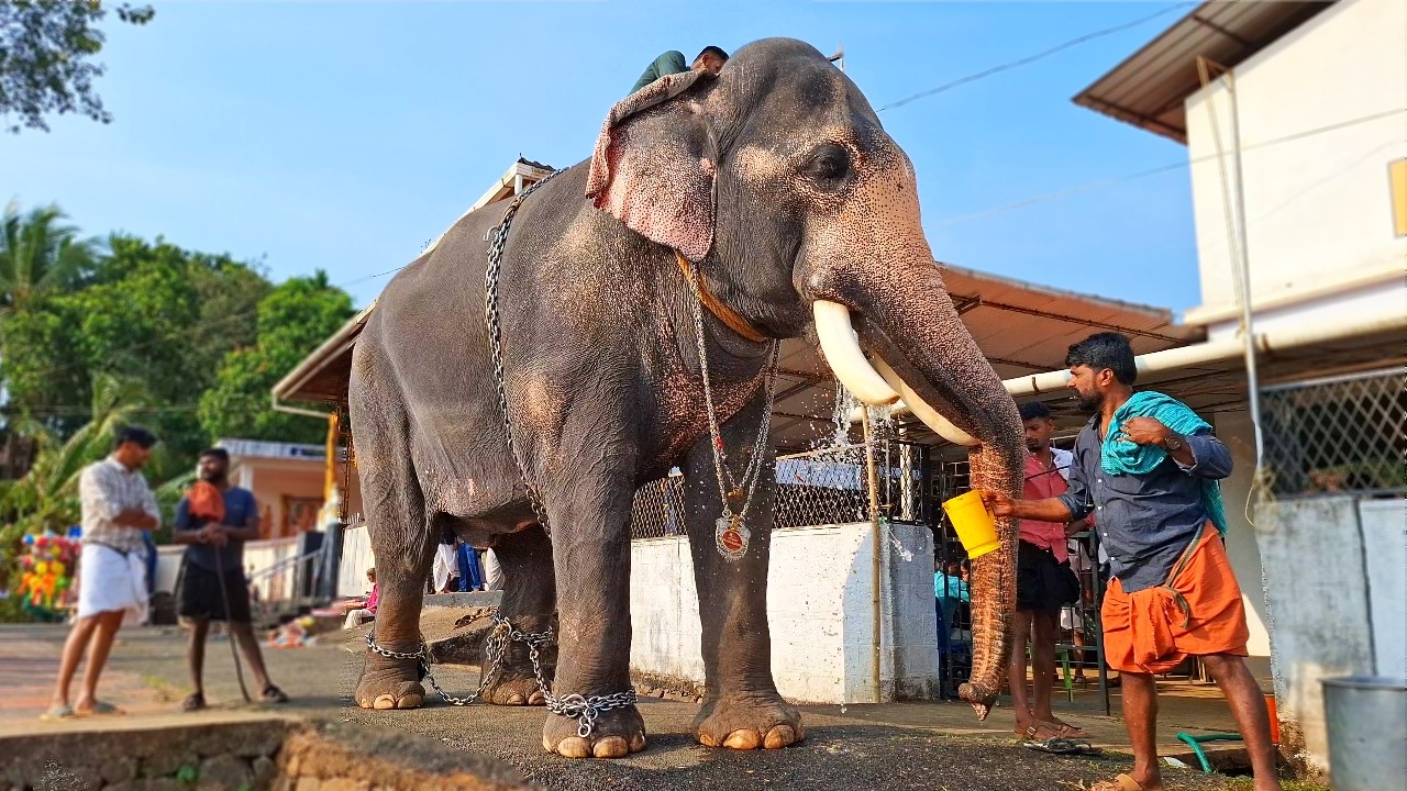 Angadikkavu Pooram 2026 😍 | Nandilath Gopalakrishnan Angadikkavu Pooram 2026 | Angadikkavu Vela 2026