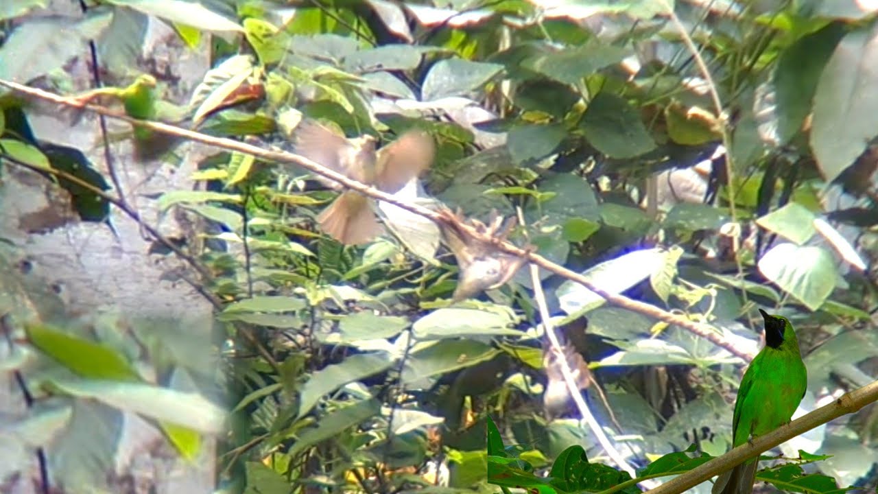 lokasi burung kapas tembak