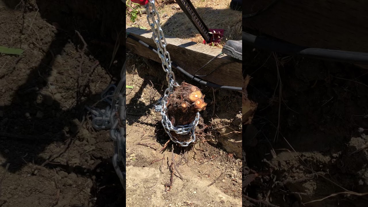 Rose bush removal using a farm jack YouTube