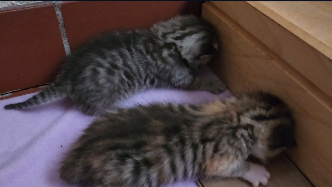 Kitten explorers | 2 weeks old