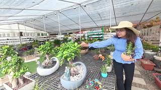Wholesale Nursery से Premium Quality Plants लेकर अपने Garden Center, Greenways Nursery