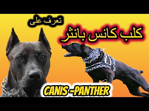 كلب الكانس بانثر| Canis Panther Dog |The Canis Panther - A cross of Doberman and Amstaff