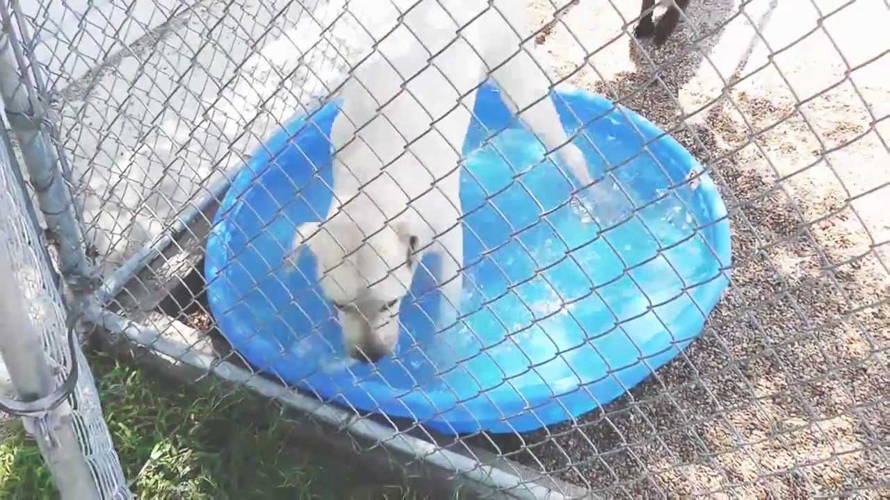 San Marcos TX Pet Boarding and Grooming