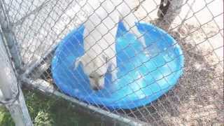 San Marcos TX Pet Boarding and Grooming