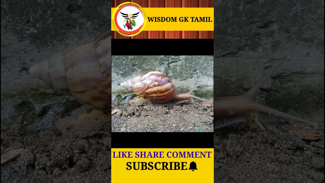 Know about world's highest operational airbase and African snail l  Did you know? l Tamil