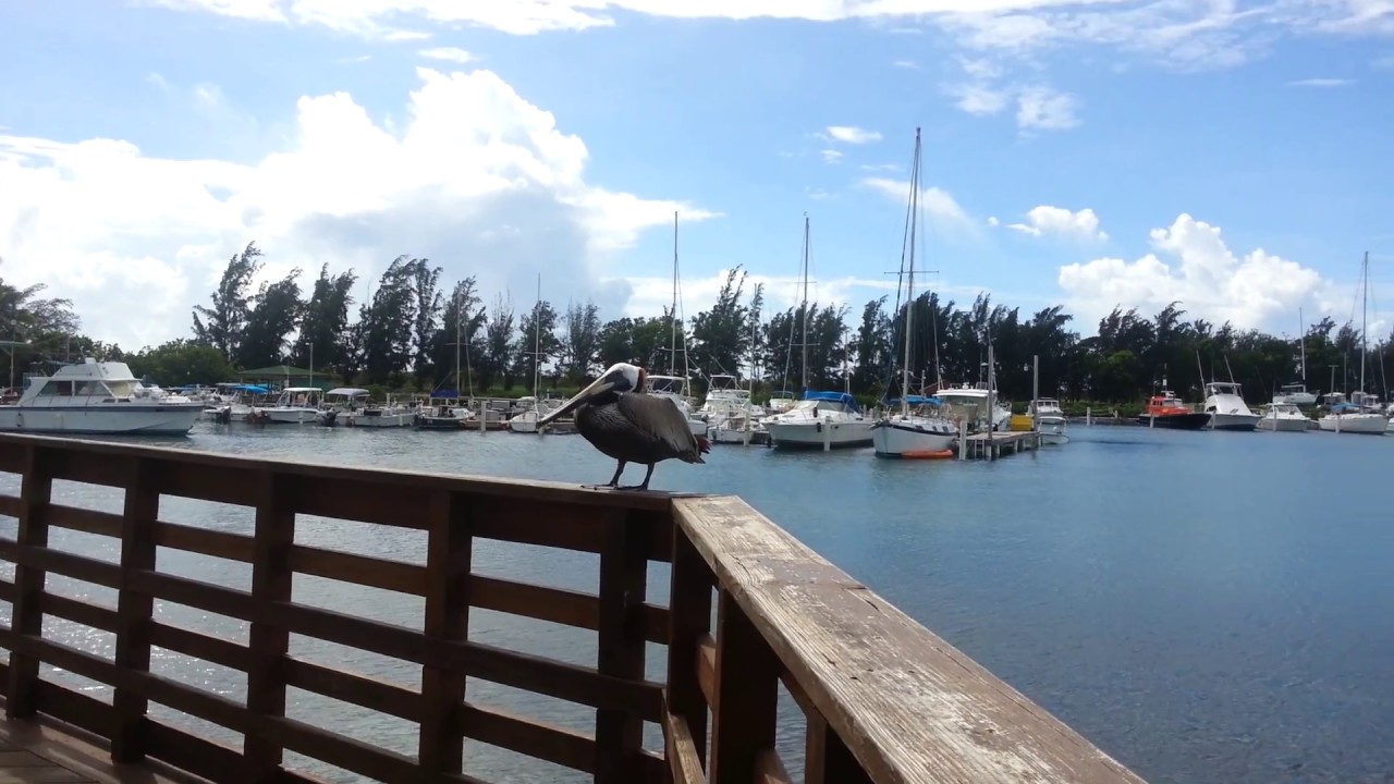Guancha de Ponce PR, VW 100x35 2016, Que lindo es PR! camera iphone 8 plus apk