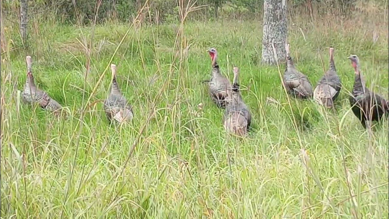 Turkeys and Dirt Roads YouTube